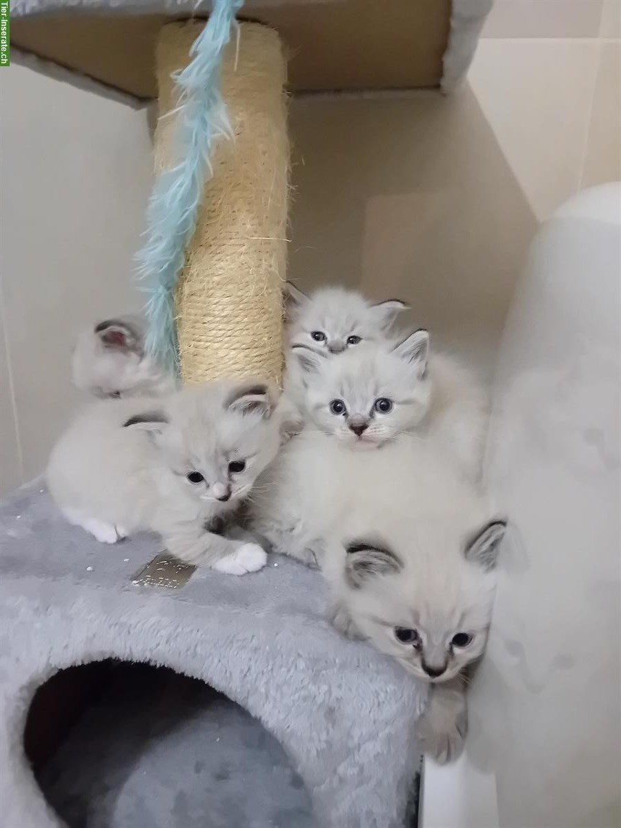 Bild 5: Neva Masquarade Kitten, Maine Coon x Norwegische Waldkatze
