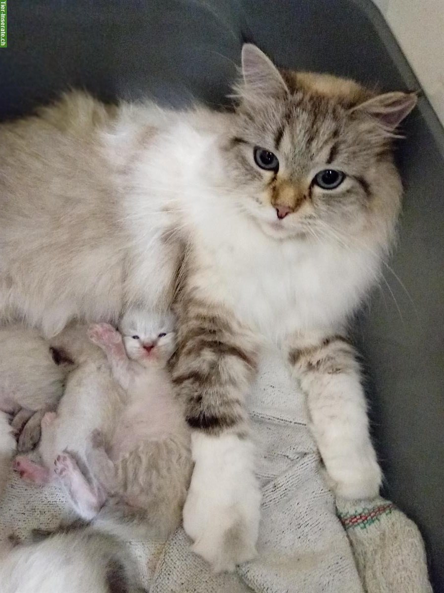 Bild 6: Neva Masquarade Kitten, Maine Coon x Norwegische Waldkatze