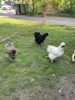 3 Seidenhühner abzugeben