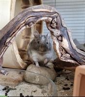 3½ jähriger Degu sucht ein neues Zuhause