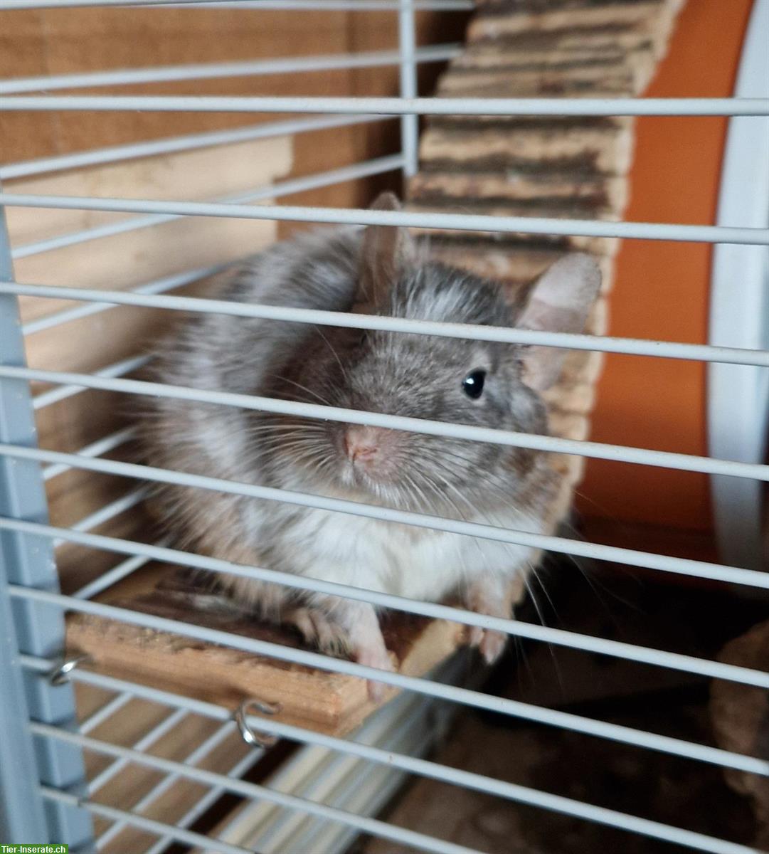 Bild 2: 3½ jähriger Degu sucht ein neues Zuhause