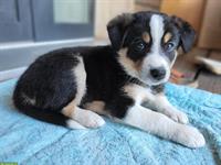 3/4 Border Collie x 1/4 Appenzeller Welpe sucht neues Zuhause