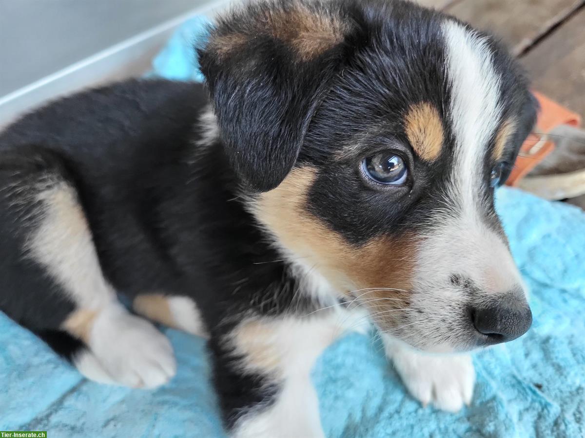 Bild 2: 3/4 Border Collie x 1/4 Appenzeller Welpe sucht neues Zuhause