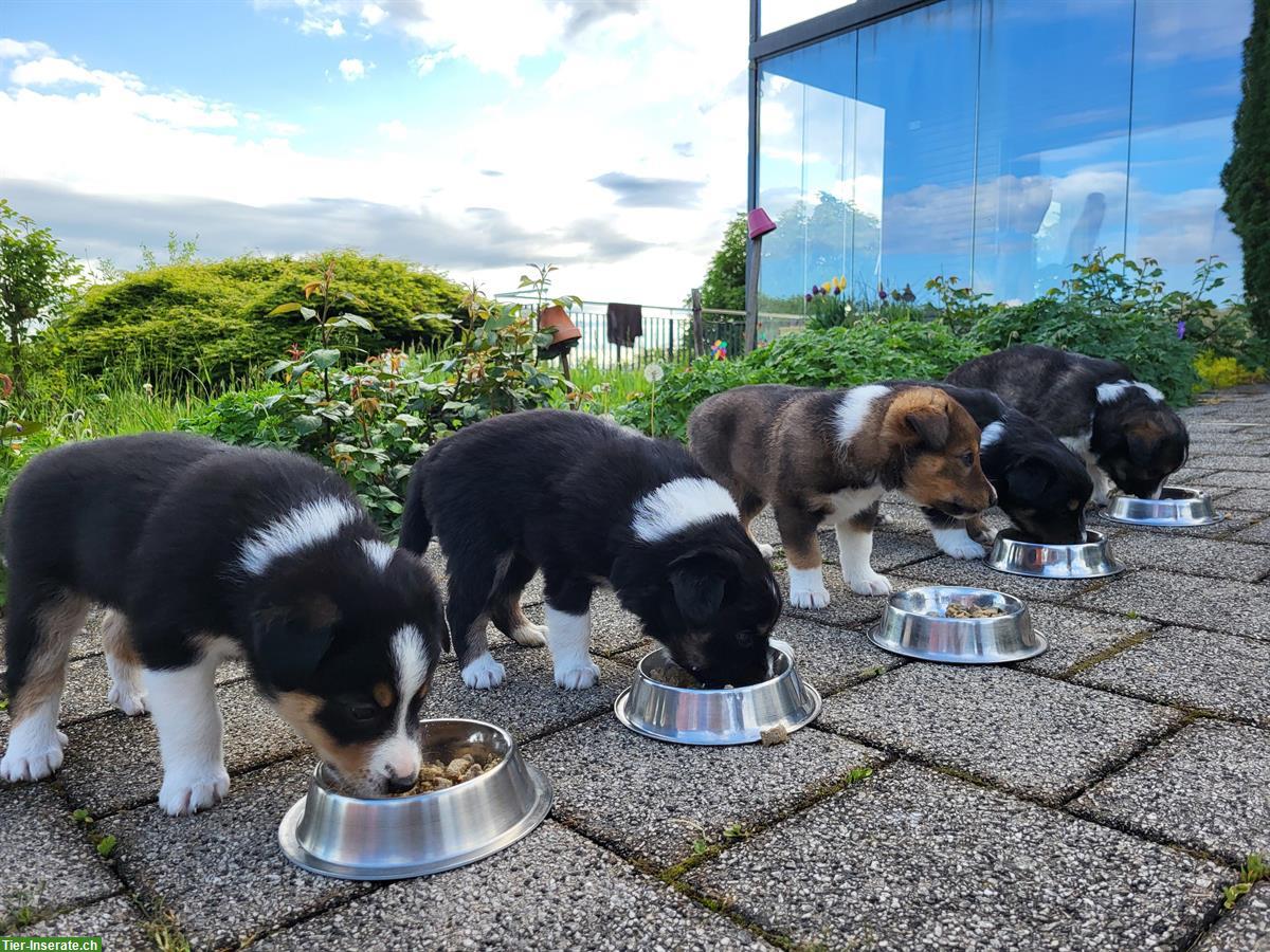 Bild 3: 3/4 Border Collie x 1/4 Appenzeller Welpe sucht neues Zuhause