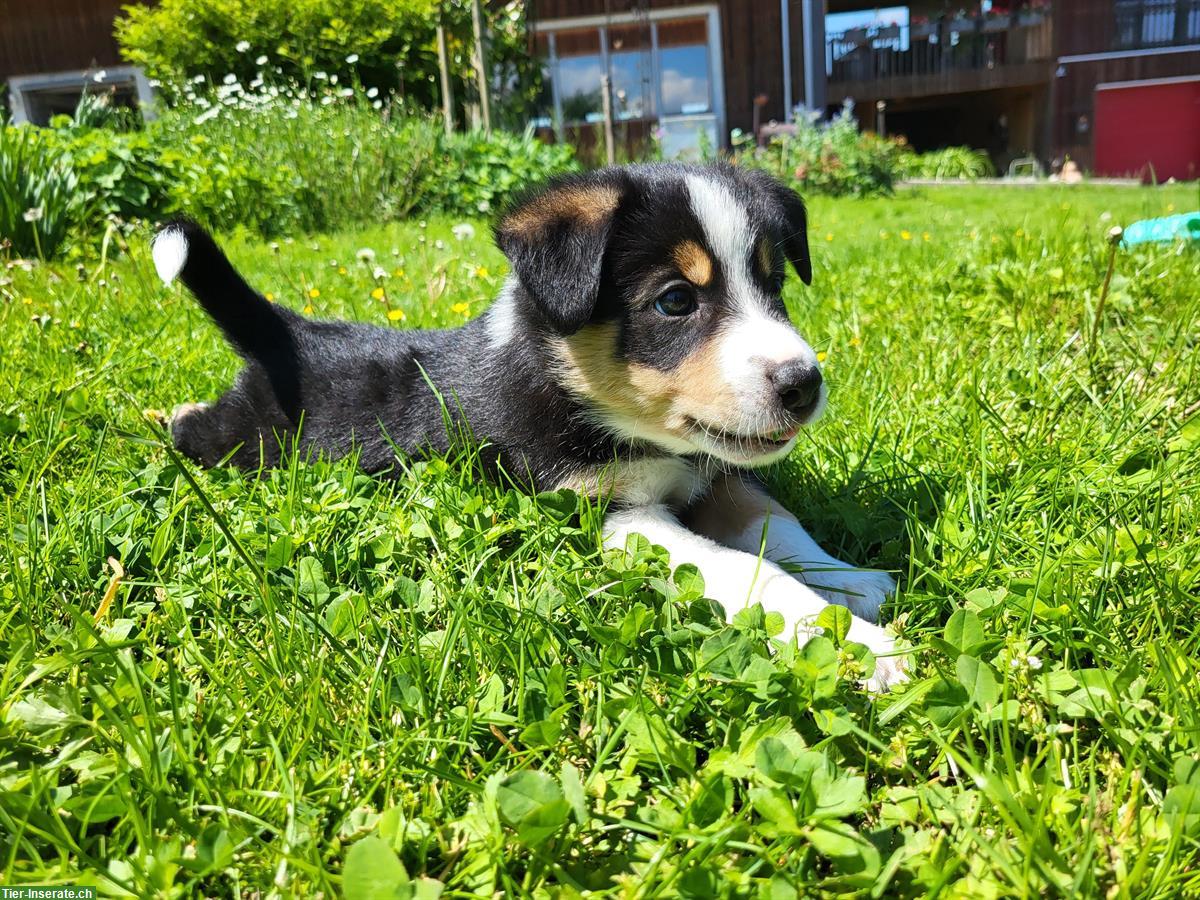 Bild 5: 3/4 Border Collie x 1/4 Appenzeller Welpe sucht neues Zuhause