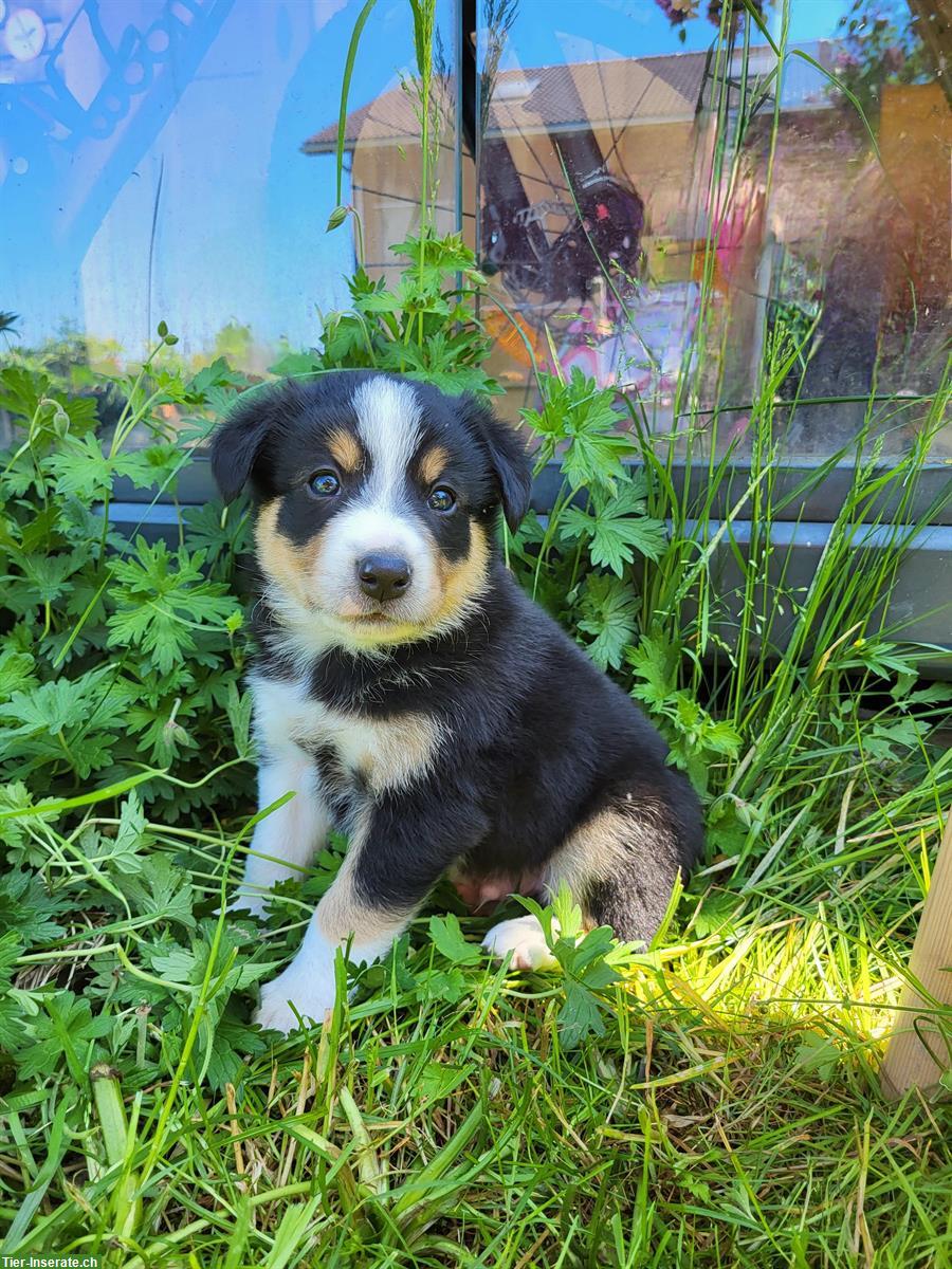 Bild 6: 3/4 Border Collie x 1/4 Appenzeller Welpe sucht neues Zuhause