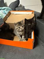 Britisch Kurzhaar Kitten, Weibchen und Männchen