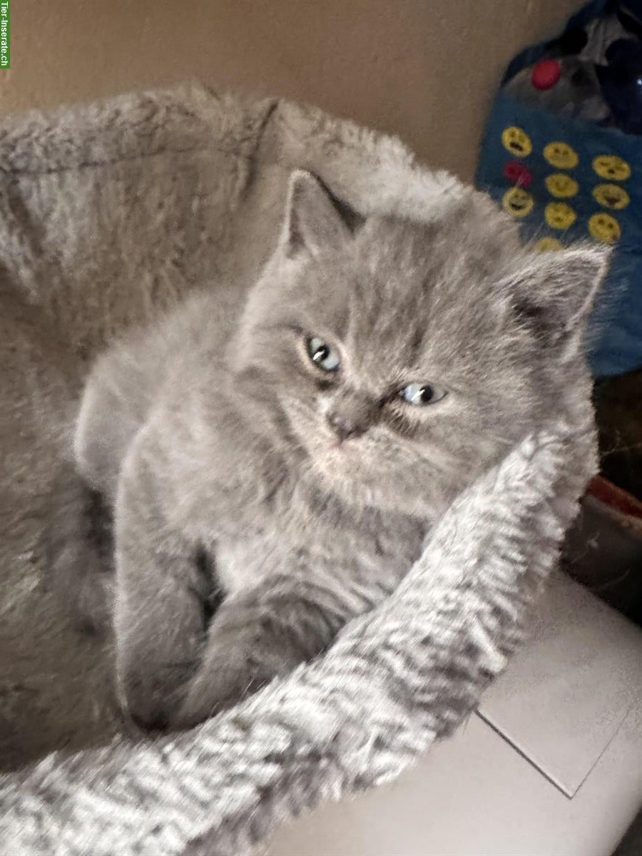Bild 10: Britisch Kurzhaar Kitten, Weibchen und Männchen