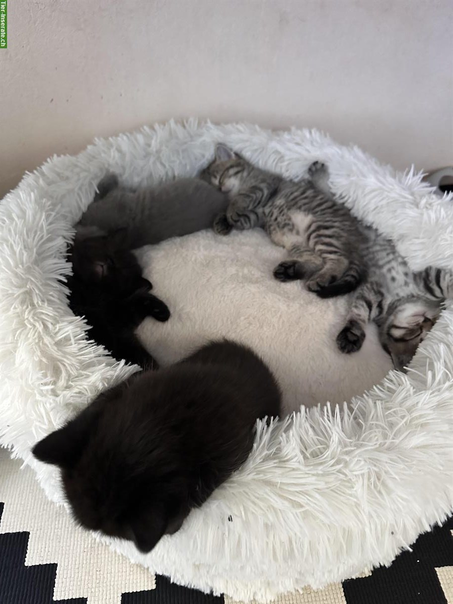 Bild 2: Britisch Kurzhaar Kitten, Weibchen und Männchen