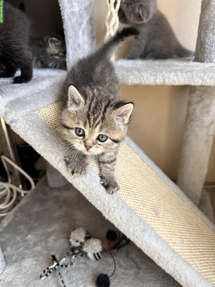 Bild 3: Britisch Kurzhaar Kitten, Weibchen und Männchen