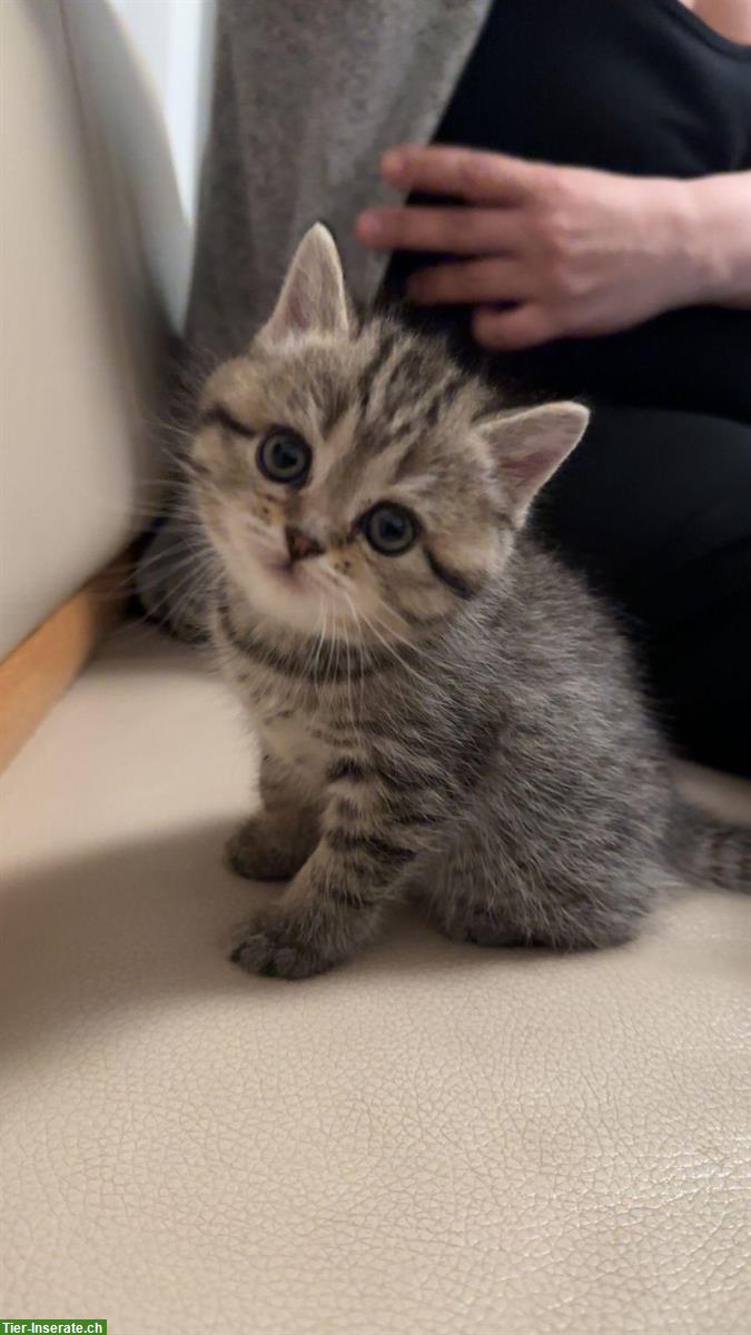 Bild 4: Britisch Kurzhaar Kitten, Weibchen und Männchen