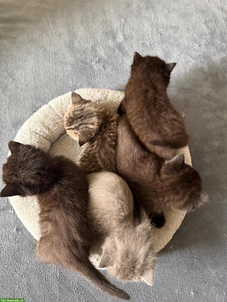 Bild 5: Britisch Kurzhaar Kitten, Weibchen und Männchen