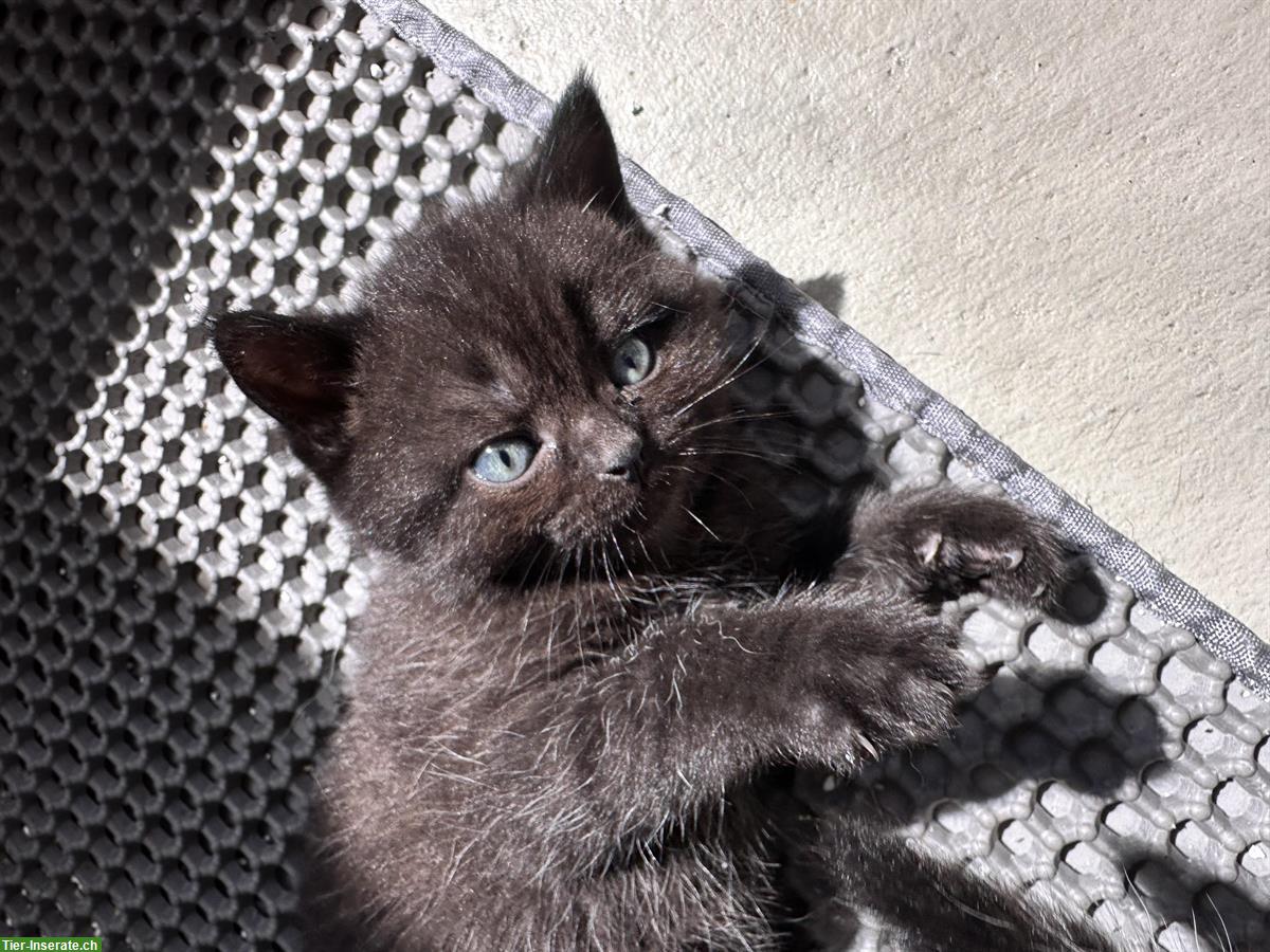 Bild 6: Britisch Kurzhaar Kitten, Weibchen und Männchen