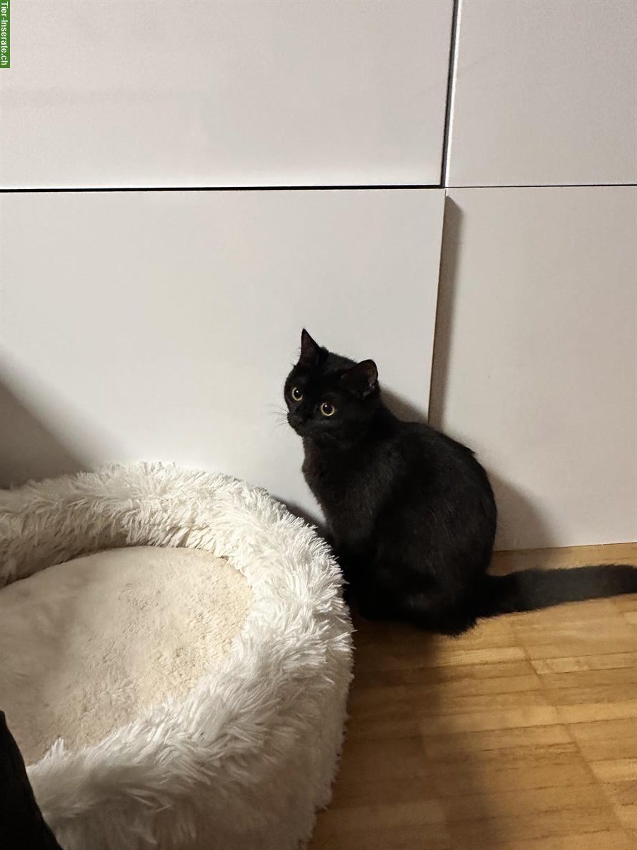 Bild 7: Britisch Kurzhaar Kitten, Weibchen und Männchen