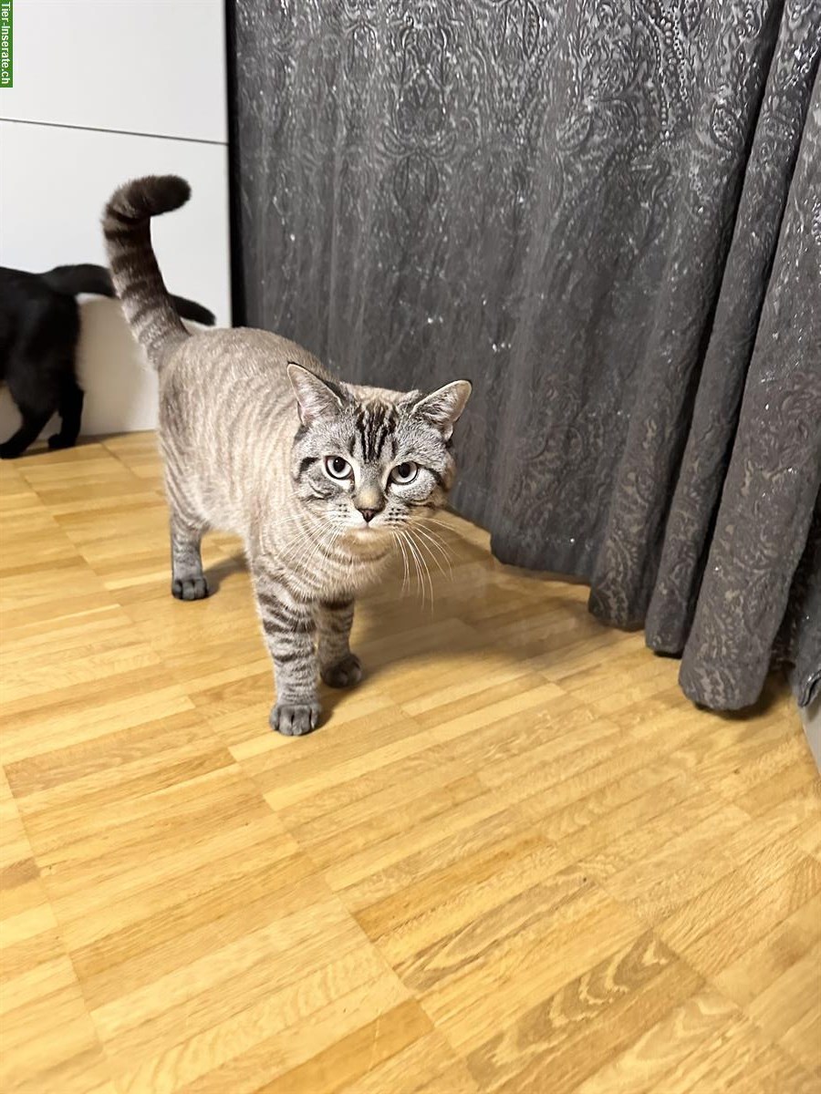 Bild 8: Britisch Kurzhaar Kitten, Weibchen und Männchen