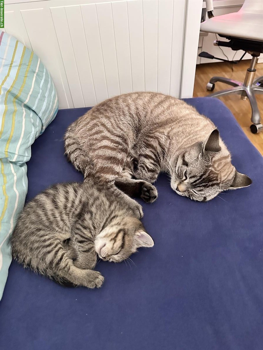 Bild 9: Britisch Kurzhaar Kitten, Weibchen und Männchen