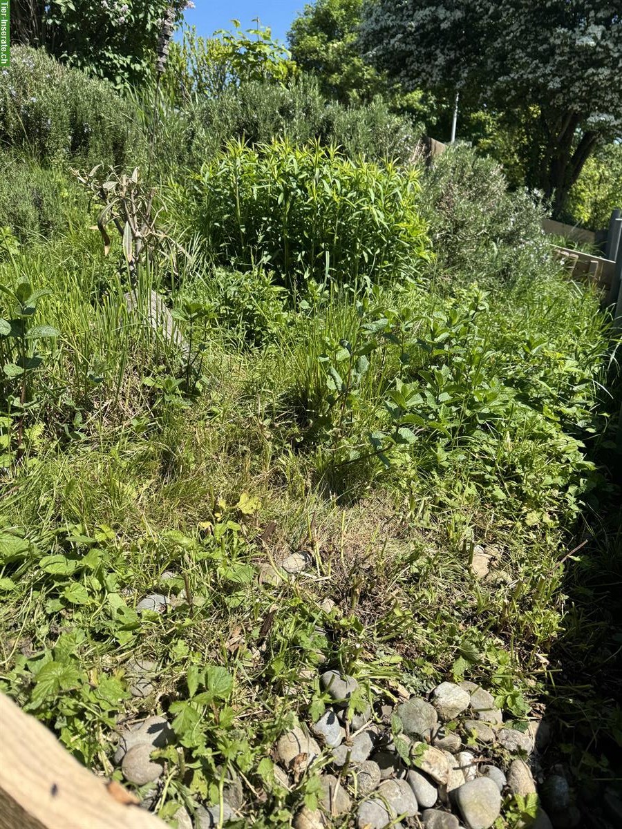 Bild 3: Bieten schönen Platz für griechische Landschildkröte