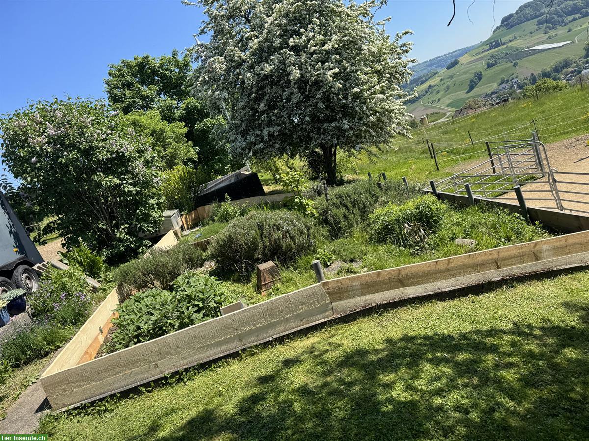 Bild 4: Bieten schönen Platz für griechische Landschildkröte