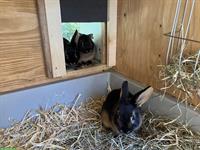 Junge Lohkaninchen suchen neues Zuhause mit Auslauf