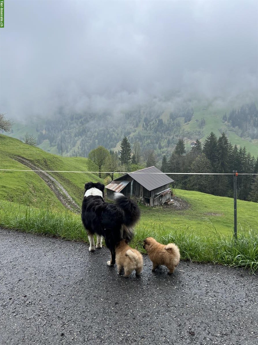 Bild 4: Zwergspitz Welpen, Rüden suchen neues Zuhause