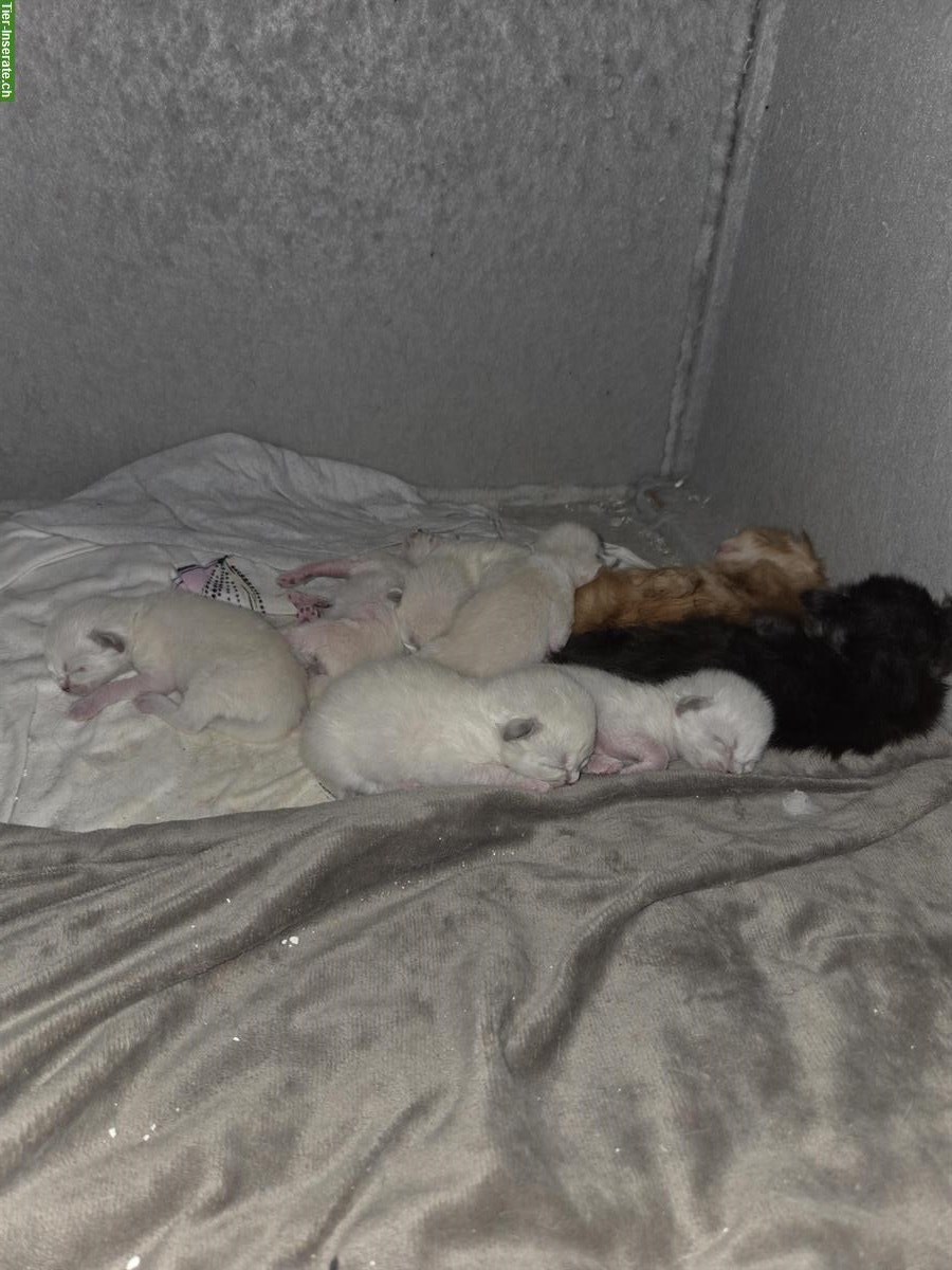 Reinrassige Neva Masquarade Kitten zu verkaufen