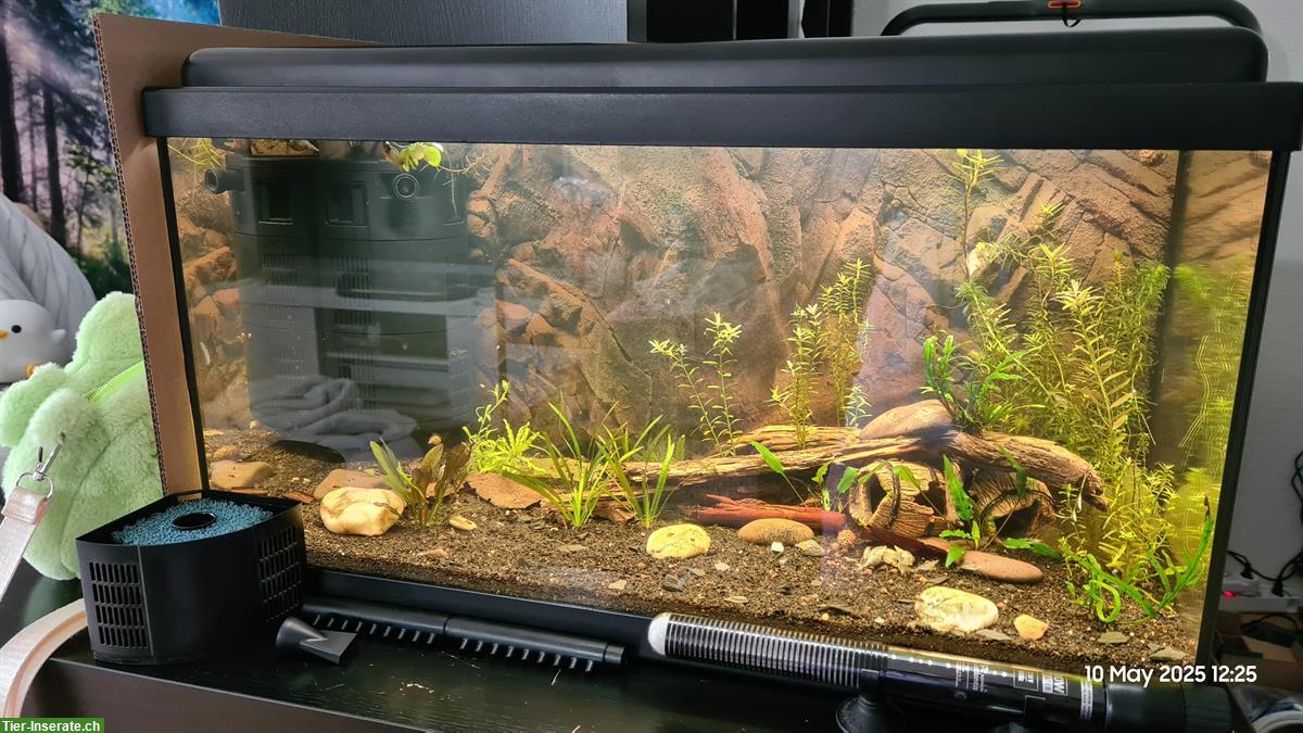 2x 54L Aquarium ohne Unterschrank, zusammen oder einzeln