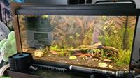 2x 54L Aquarium ohne Unterschrank, zusammen oder einzeln