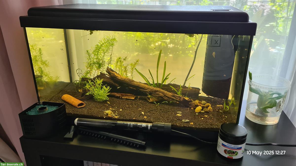Bild 2: 2x 54L Aquarium ohne Unterschrank, zusammen oder einzeln