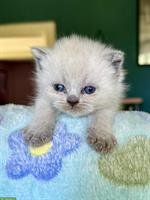 Reinrassige BKH Kitten, männlich und weiblich