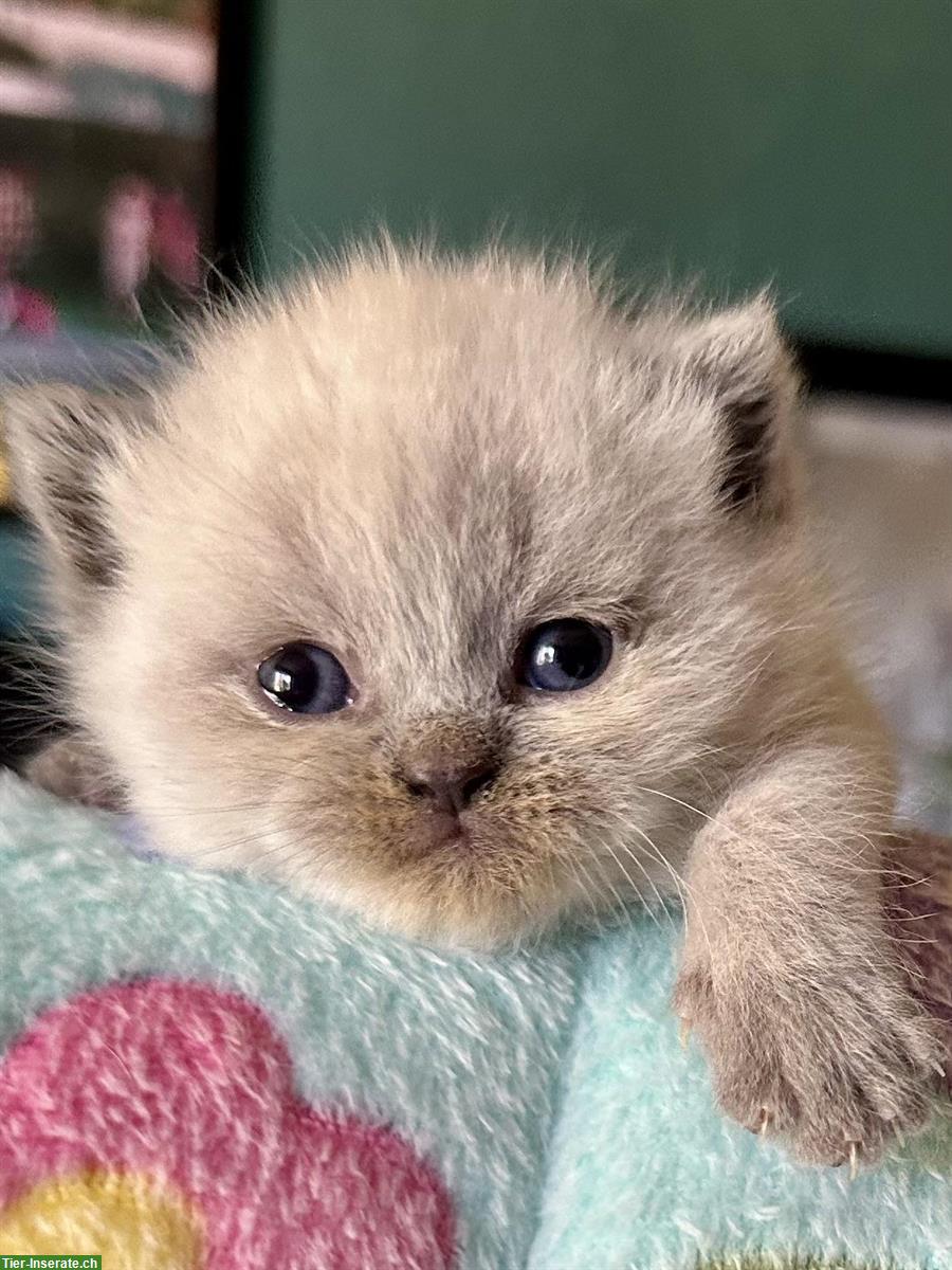 Bild 3: Reinrassige BKH Kitten, männlich und weiblich
