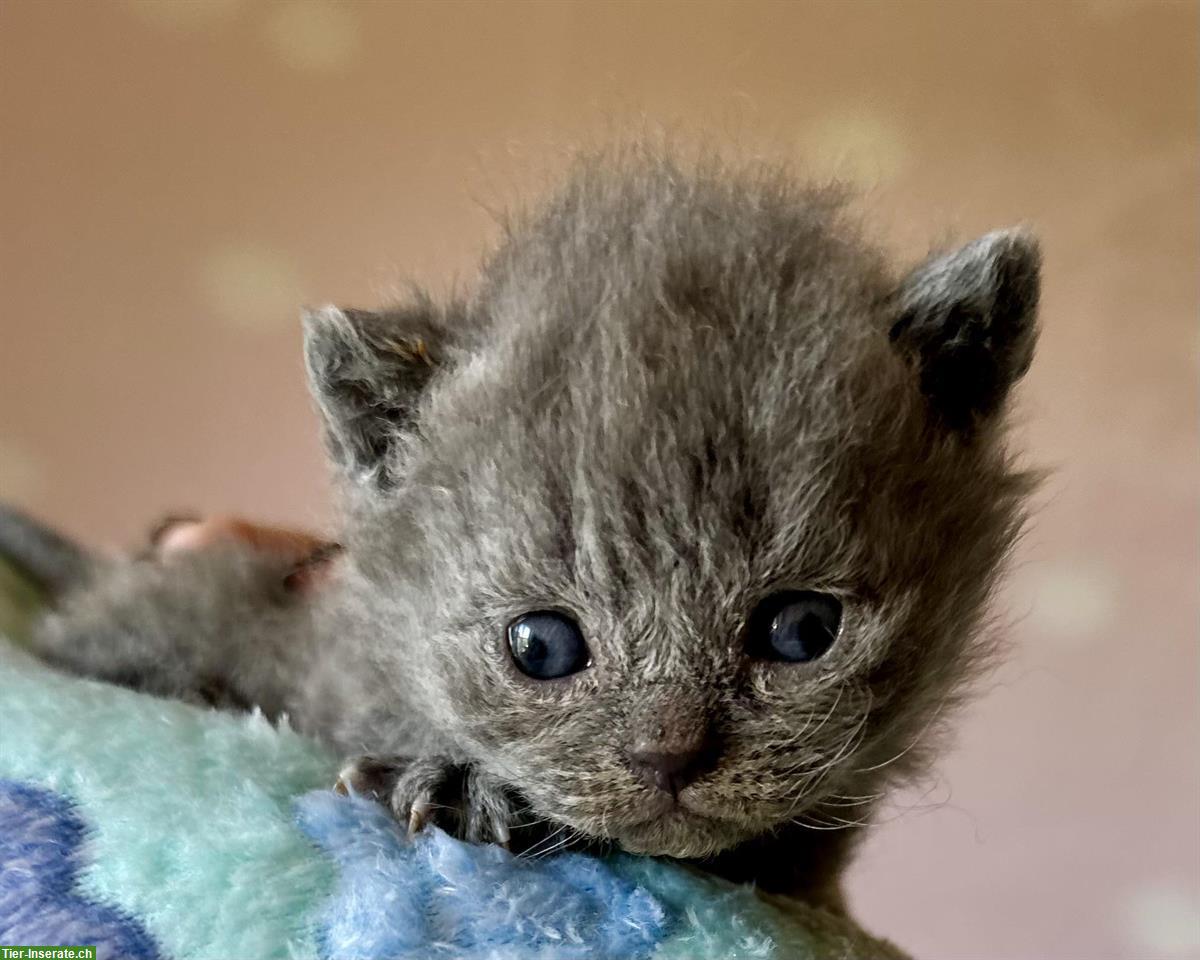 Bild 4: Reinrassige BKH Kitten, männlich und weiblich