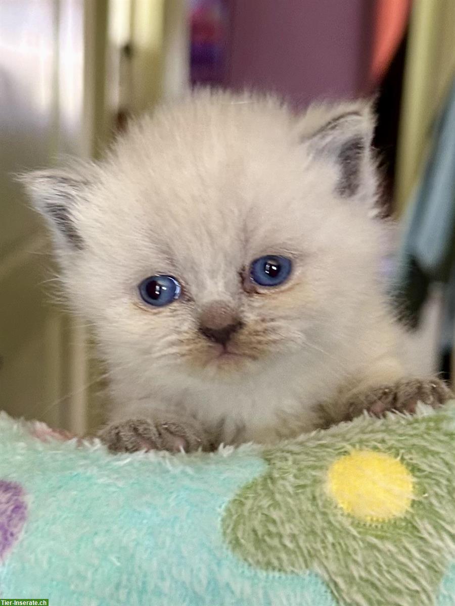 Bild 5: Reinrassige BKH Kitten, männlich und weiblich