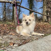Juju, eine Spitz Hündin, braucht Hundeerfahrung