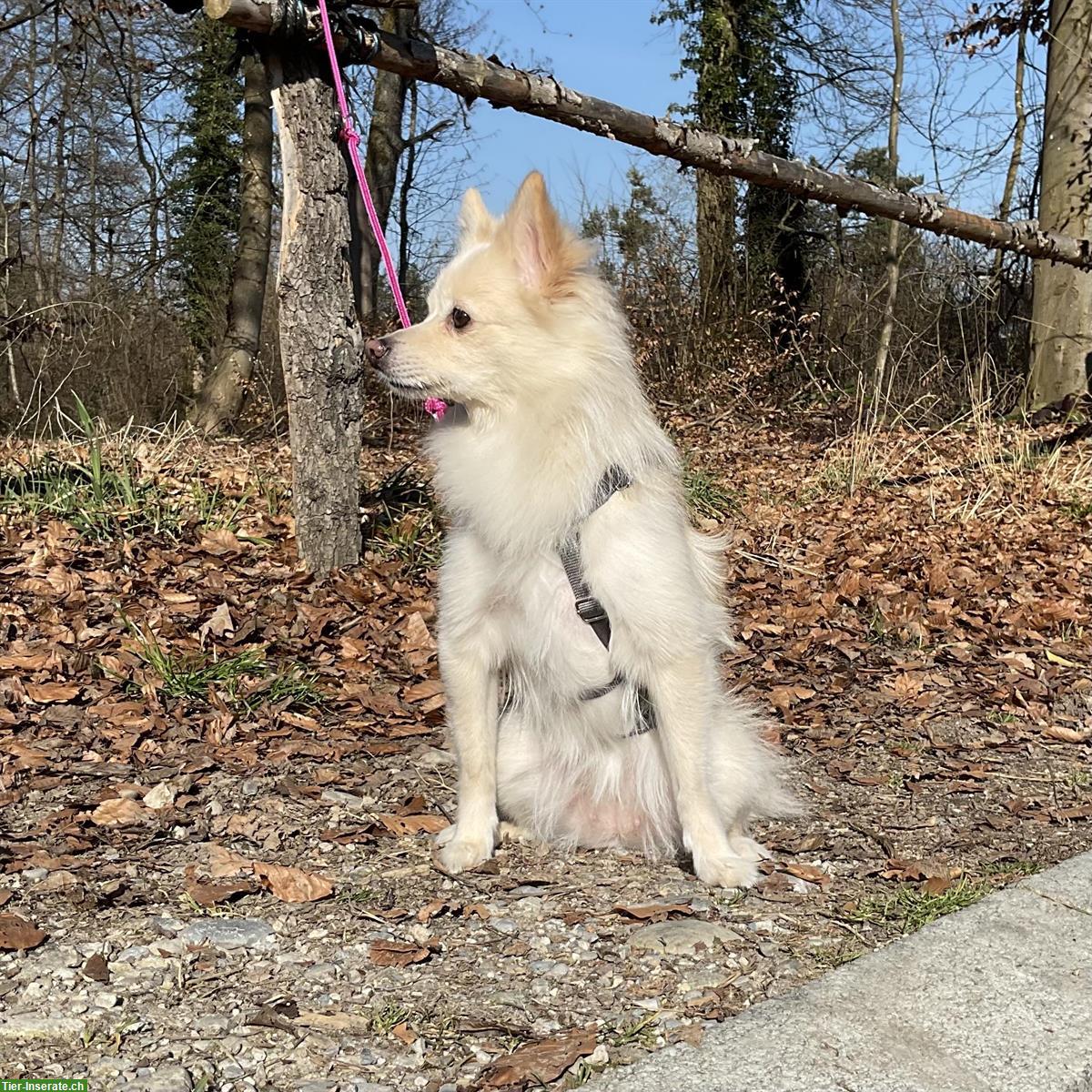 Bild 3: Juju, eine Spitz Hündin, braucht Hundeerfahrung