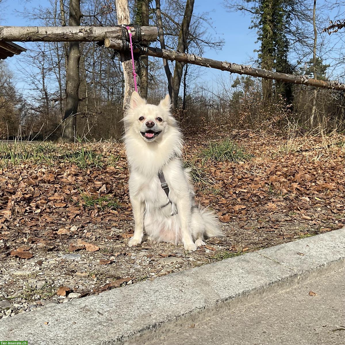Bild 5: Juju, eine Spitz Hündin, braucht Hundeerfahrung