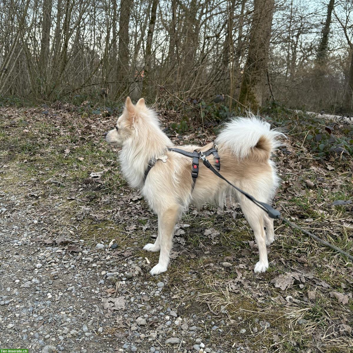Bild 6: Juju, eine Spitz Hündin, braucht Hundeerfahrung