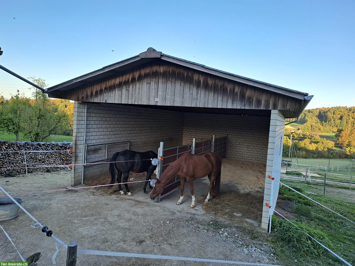 Stall Trennwand zu verkaufen