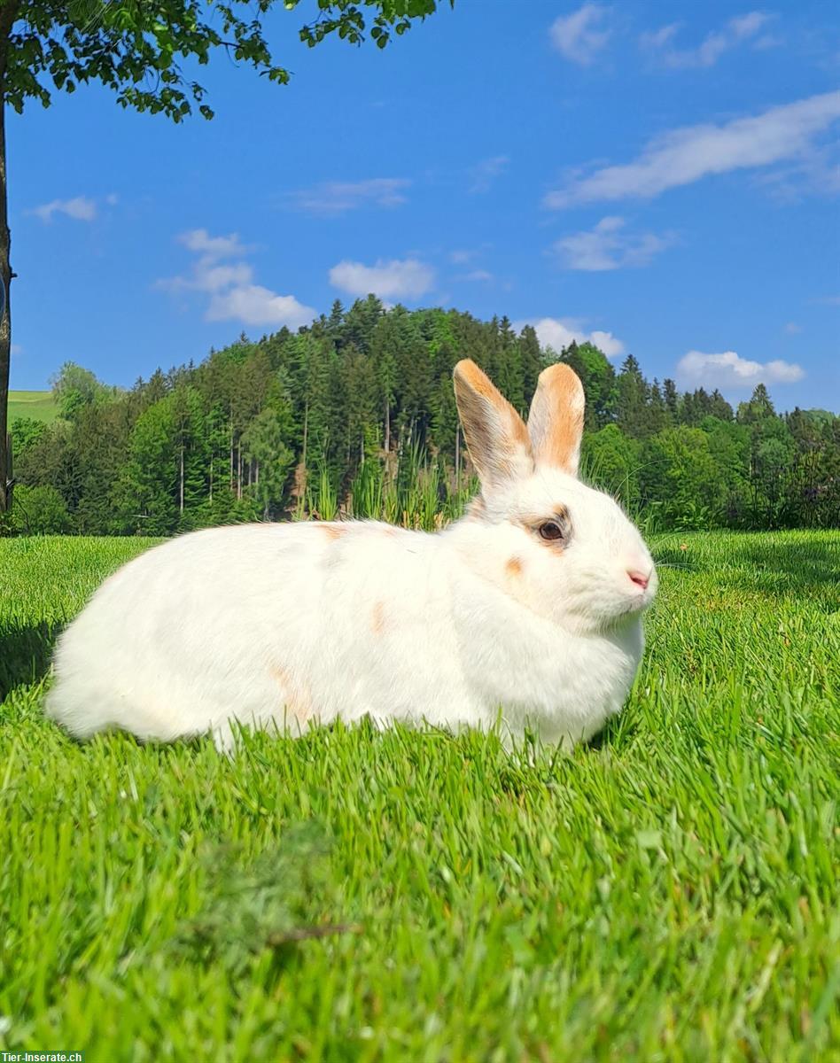 Weibliches Zwergkaninchen zu verkaufen
