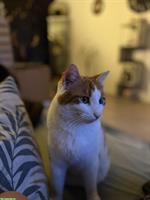 Katzen Gspänli gesucht