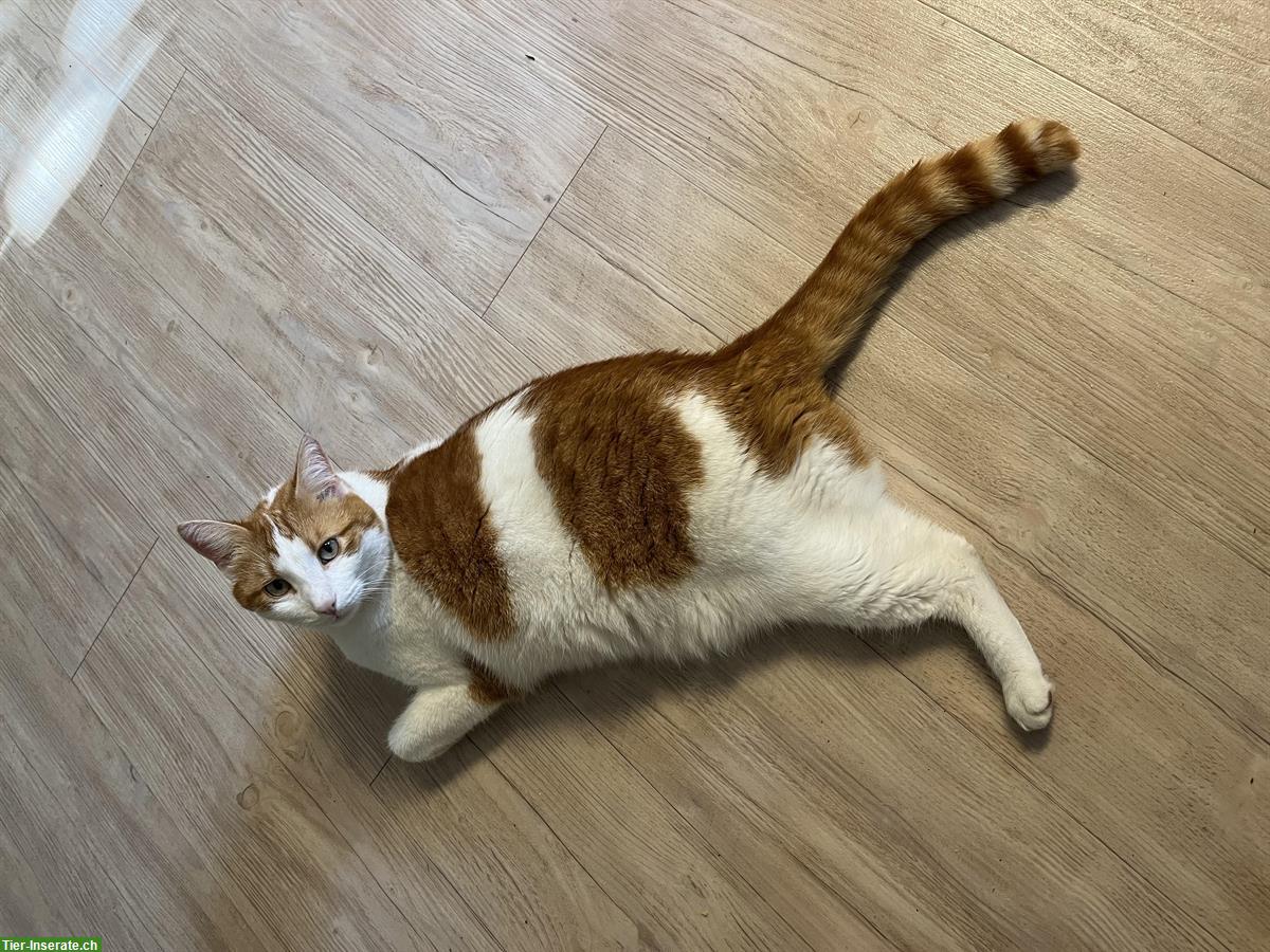 Bild 2: Katzen Gspänli gesucht