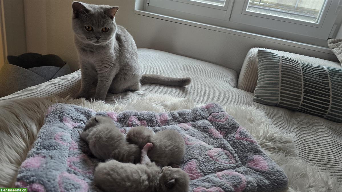 Britisch Kurzhaar Kitten suchen ein Zuhause