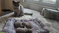 Britisch Kurzhaar Kitten suchen ein Zuhause