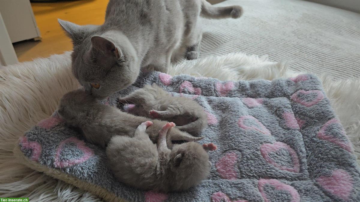 Bild 2: Britisch Kurzhaar Kitten suchen ein Zuhause