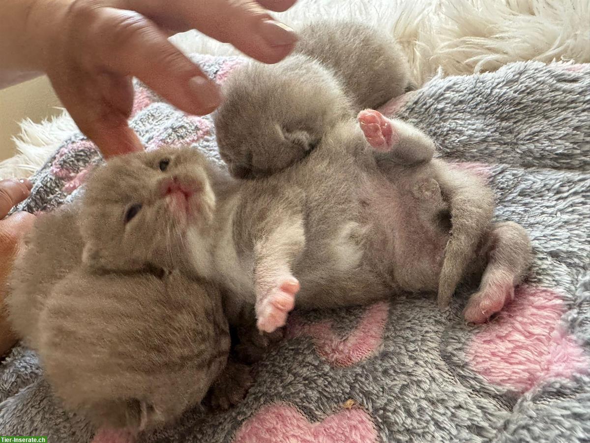 Bild 3: Britisch Kurzhaar Kitten suchen ein Zuhause