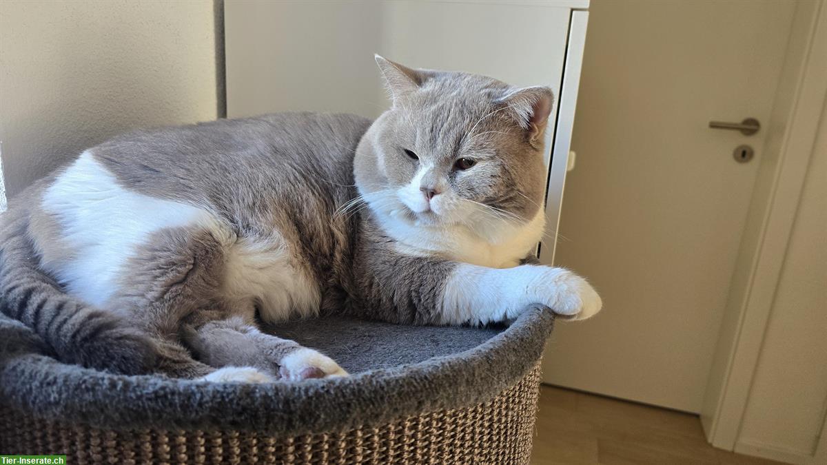 Bild 5: Britisch Kurzhaar Kitten suchen ein Zuhause