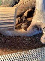 GRATIS: Leopardgecko abzugeben, auch mit Terrarium