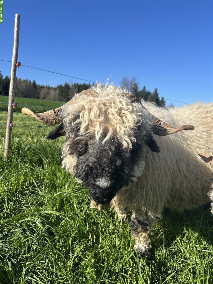 Walliser Schwarznasen Auen und Schafbock