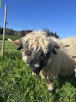 Walliser Schwarznasen Auen und Schafbock