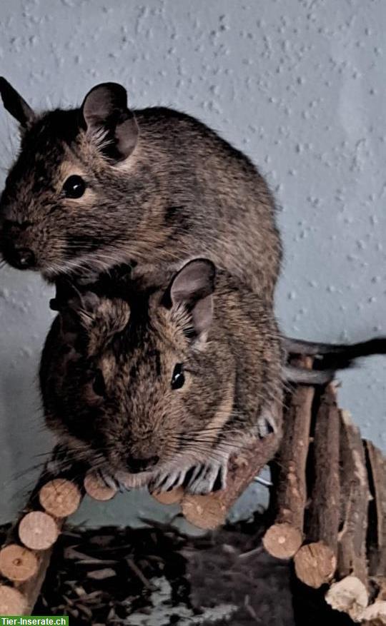 2 Degu Männchen abzugeben