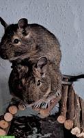 2 Degu Männchen abzugeben